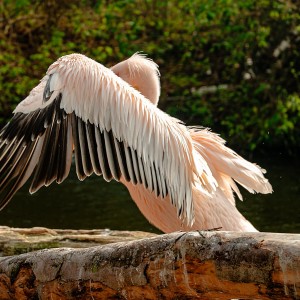 Pelikan Hellabrunn